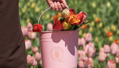 A h&eacute;tv&eacute;gi cudar időj&aacute;r&aacute;s miatt tol&oacute;dik a Tulip&aacute;nsz&uuml;ret a Kőr&ouml;shegyi Levendul&aacute;sban