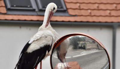 Gy&ouml;ny&ouml;rű k&eacute;peket lőttek G&eacute;z&aacute;r&oacute;l, a veszpr&eacute;miek kedvenc g&oacute;ly&aacute;j&aacute;r&oacute;l