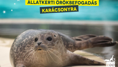 Tudtad, hogy &ouml;r&ouml;kbe fogadhatod b&aacute;rmelyik &aacute;llatot a Veszpr&eacute;mi &Aacute;llatkertből?