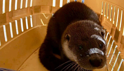 Kisvidr&aacute;t mentettek Si&oacute;fokon - Egy aut&oacute; alatt bujk&aacute;lt