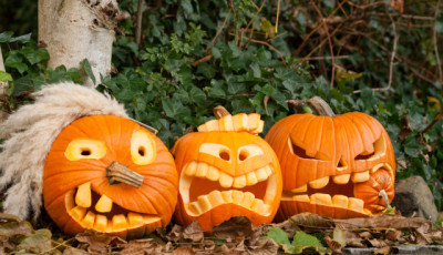 Egy magyar k&ouml;zs&eacute;gben betiltott&aacute;k a t&ouml;kfarag&aacute;st