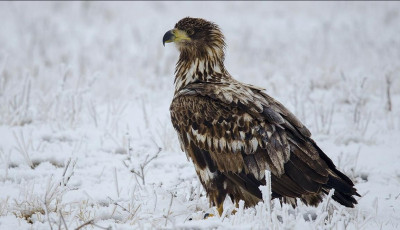 Holnap indul a sasok t&eacute;li n&eacute;psz&aacute;ml&aacute;l&aacute;sa orsz&aacute;gszerte