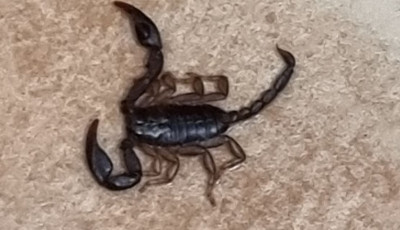 H&iacute;vatlan vend&eacute;g - Skorpi&oacute;t tal&aacute;ltak egy konyh&aacute;ban Ajk&aacute;n