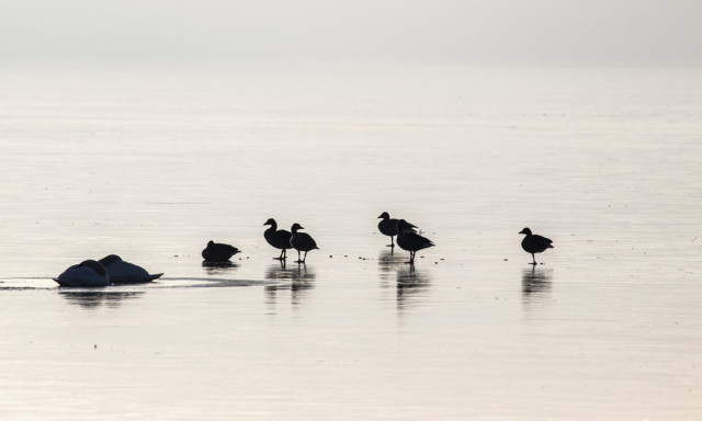 T&uuml;k&ouml;rj&eacute;g bor&iacute;totta be a Balaton &eacute;szaki partj&aacute;t