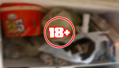 M&eacute;lyhűtőj&eacute;ben, a j&eacute;gkr&eacute;m mellett t&aacute;rolta hal&aacute;lra k&iacute;nzott kuty&aacute;it a miskolci nő (18+)