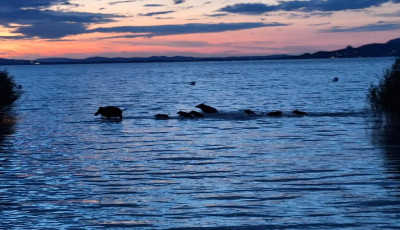F&uuml;rdőző vaddiszn&oacute;k a Balatonban - Egyre t&ouml;bben bukkannak fel a t&oacute; k&ouml;r&uuml;l