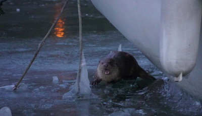 J&eacute;gbefagyott jacht mellett tűnt fel a vidra Fony&oacute;don - VIDE&Oacute;