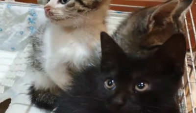 Egy nő &eacute;tlen-szomjan dobta ki kiscic&aacute;it - &Aacute;llatk&iacute;nz&aacute;s&eacute;rt kell felelnie