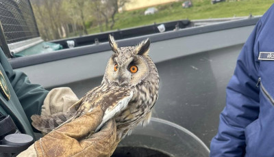 T&ouml;r&ouml;tt sz&aacute;rny&uacute; baglyot tal&aacute;ltak a Soml&oacute;-hegy alj&aacute;ban