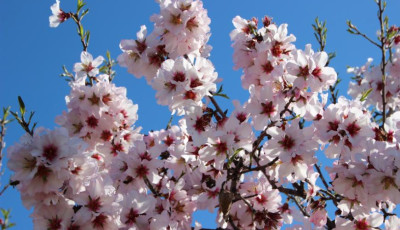 Mandulavir&aacute;g &eacute;s bor &uuml;nnepe is lesz h&eacute;tv&eacute;g&eacute;n Balatonakaliban