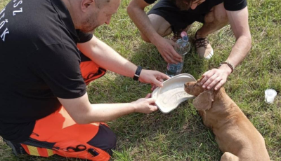 A mentők senkit sem hagynak mag&aacute;ra - Bajbaker&uuml;lt kuty&aacute;t mentettek a Balatonn&aacute;l
