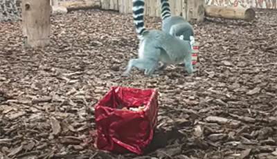 &Uuml;nnepi hangulat k&ouml;lt&ouml;z&ouml;tt a Veszpr&eacute;mi &Aacute;llatkertbe - VIDE&Oacute;