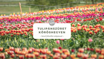 Megvan az idei tulip&aacute;sz&uuml;ret időpontja Kőr&ouml;shegyen