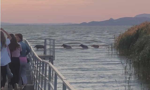 Egy vaddiszn&oacute;csal&aacute;d f&uuml;rdőz&ouml;tt a Balatonban