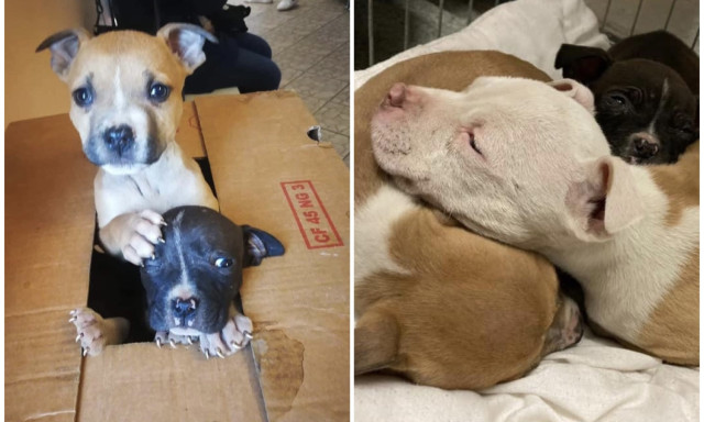 A P&aacute;pai &uacute;ti k&ouml;rforgalomn&aacute;l hagytak sors&aacute;ra egy doboz kiskuty&aacute;t Veszpr&eacute;mben