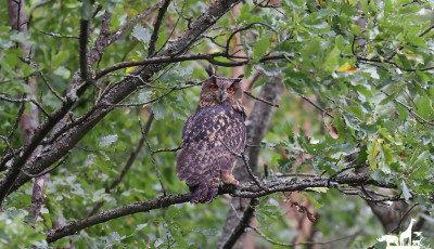 &Uacute;jabb uhu t&eacute;rhetett vissza a vadonba - Term&eacute;szetv&eacute;delmi sikert &uuml;nnepel a Veszpr&eacute;mi &Aacute;llatkert