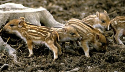 Vide&oacute;n, ahogy cs&iacute;kos vadmalacok lepnek el egy balatoni nyaral&oacute;t