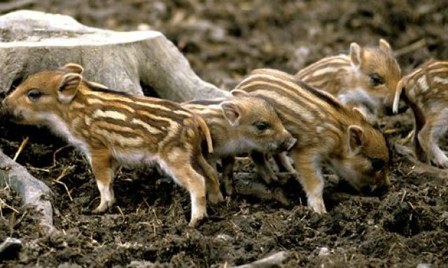 Vide&oacute;n, ahogy cs&iacute;kos vadmalacok lepnek el egy balatoni nyaral&oacute;t