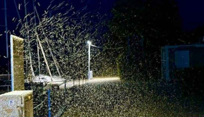 Nem cs&iacute;p, de megőrj&iacute;t - Ez&eacute;rt van ennyi &aacute;rvasz&uacute;nyog a Balatonon