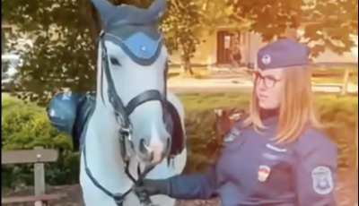 Nyugd&iacute;jba vonult Kaszin&oacute;, a Veszpr&eacute;m v&aacute;rmegyei rendőrs&eacute;g szolg&aacute;lati lova