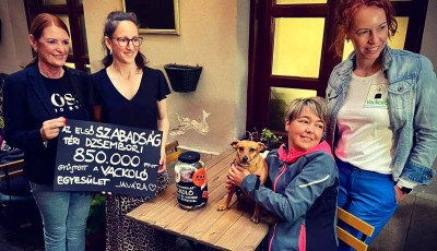 850 ezer forintot gyűjt&ouml;ttek &ouml;ssze a Pap&iacute;rkuty&aacute;sok a Vackol&oacute;nak