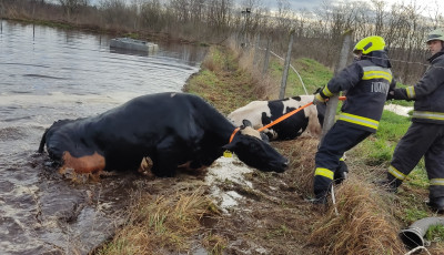 Hat szarvasmarh&aacute;t mentettek meg a tűzolt&oacute;k