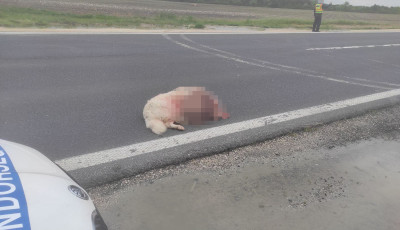 Balatonalm&aacute;di Rendőrkapit&aacute;nys&aacute;g rendőrei s&eacute;r&uuml;lt kuty&aacute;n seg&iacute;tettek