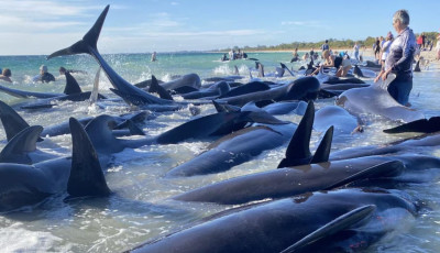 160 g&ouml;mb&ouml;lyűfejű delfin vetőd&ouml;tt partra Ausztr&aacute;li&aacute;ban