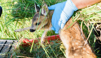 K&ouml;zel 300 őzgid&aacute;t mentettek meg hőkamer&aacute;s dr&oacute;nokkal