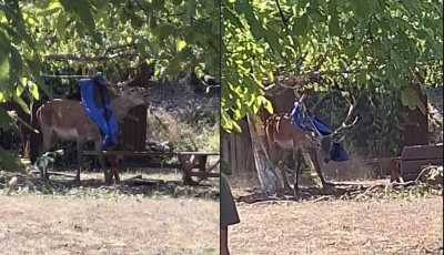 Hint&aacute;ba gabalyodott szarvast mentettek Paloznakon
