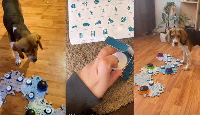 Te is megtan&iacute;thatod a kiskedvencnek - &Iacute;gy tanult meg besz&eacute;lgetni gazd&aacute;j&aacute;val F&uuml;l&ouml;p, a beagle - VIDE&Oacute;