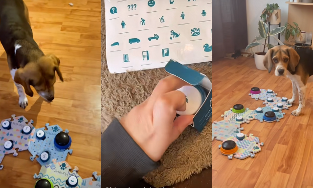 Te is megtan&iacute;thatod a kiskedvencnek - &Iacute;gy tanult meg besz&eacute;lgetni gazd&aacute;j&aacute;val F&uuml;l&ouml;p, a beagle - VIDE&Oacute;
