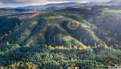 Ez az &oacute;ri&aacute;si fenyő smiley vir&iacute;t az oregoni domboldalban - VIDE&Oacute;