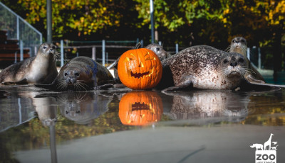 A Veszpr&eacute;mi &Aacute;llatkert f&oacute;kacsal&aacute;dja is k&eacute;sz&uuml;l a Halloweenre