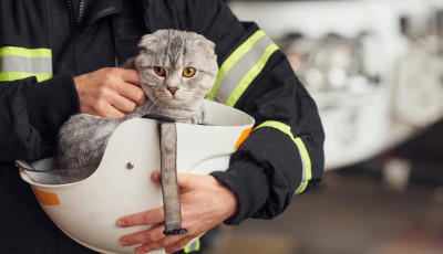 A cic&aacute;k a legpechesebbek p&eacute;ntek 13-&aacute;n - A tűzolt&oacute;kn&aacute;l ez a macskament&eacute;sek napja