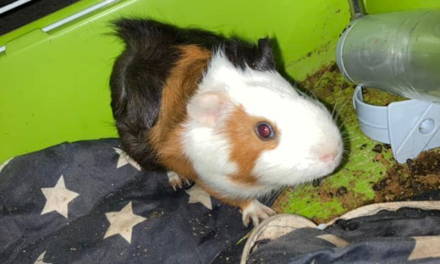 Tengerimalacot dobtak ki a kuk&aacute;k mell&eacute; a Haszkov&oacute;n