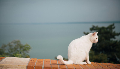 A forr&oacute; kaka&oacute; m&eacute;g v&aacute;rhat, de az&eacute;rt nem lesz t&uacute;l meleg a h&eacute;tv&eacute;g&eacute;n
