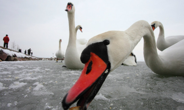Belefagyott a Balatonba egy hatty&uacute; - A r&oacute;ka előbb oda&eacute;rt, mint a v&iacute;zimentők