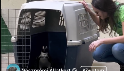 &Uacute;j lak&oacute;k &eacute;rkeztek a Veszpr&eacute;mi &Aacute;llatkertbe - VIDE&Oacute;