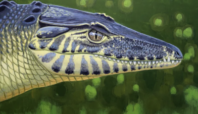 &Iacute;gy n&eacute;zhetett ki a bakonyi őskrokodil - Megtal&aacute;lt&aacute;k a hi&aacute;nyz&oacute; koponyadarabot