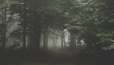 Holtan tal&aacute;lt&aacute;k a V&aacute;rpalot&aacute;r&oacute;l eltűnt 19 &eacute;ves fi&uacute;t - Egy erdőben tal&aacute;ltak r&aacute; a holttest&eacute;re