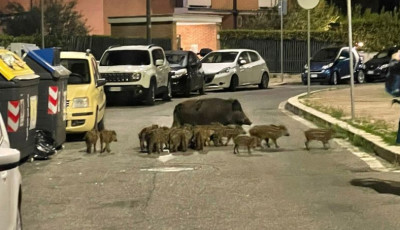 Tilos a szabadt&eacute;ri piknikez&eacute;s R&oacute;m&aacute;ban - Vaddiszn&oacute;vesz&eacute;ly miatt k&eacute;sz&uuml;lts&eacute;g l&eacute;pett &eacute;letbe