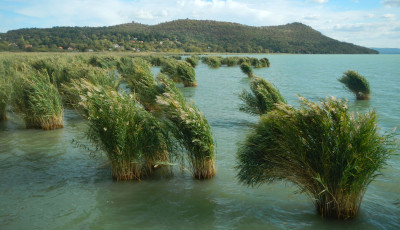 &bdquo;Nincs rossz n&aacute;das&rdquo; &ndash; A kutat&oacute;k szerint t&eacute;v&uacute;t az &aacute;ttelep&iacute;t&eacute;s