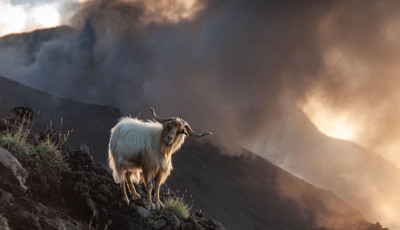 Kecske-apokalipszis - Kecsk&eacute;k tartj&aacute;k retteg&eacute;sben Stromboli sziget&eacute;t