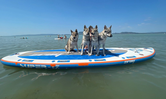 Farkasok a Balatonban - Farkaskutya-falka csobbant a v&iacute;zben