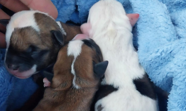 Kidobta az &uacute;jsz&uuml;l&ouml;tt kiskuty&aacute;kat a kuka mell&eacute; a 28 &eacute;ves veszpr&eacute;mi f&eacute;rfi