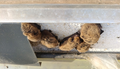 Egy tucat t&ouml;rpedenev&eacute;rt szabad&iacute;tottak ki a Balatonn&aacute;l egy fel&uacute;j&iacute;t&aacute;s alatt &aacute;ll&oacute; h&aacute;zb&oacute;l