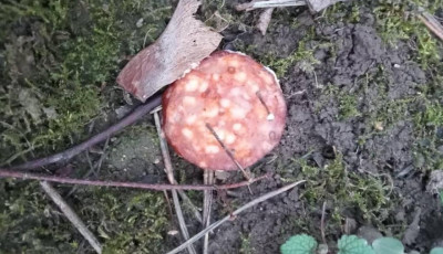 Vigy&aacute;zzatok a kis&aacute;llataitokra - Ism&eacute;t sz&ouml;ges h&uacute;sdarabokat tal&aacute;ltak Veszpr&eacute;mben
