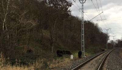 Fekete bivalyok k&oacute;sz&aacute;ltak szabadon a s&iacute;nek mellett Balatonakaratty&aacute;n