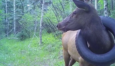 K&eacute;t &eacute;vig gumiabroncsot hordott nyak&aacute;n egy szarvas, v&eacute;gre megszabad&iacute;tott&aacute;k tőle